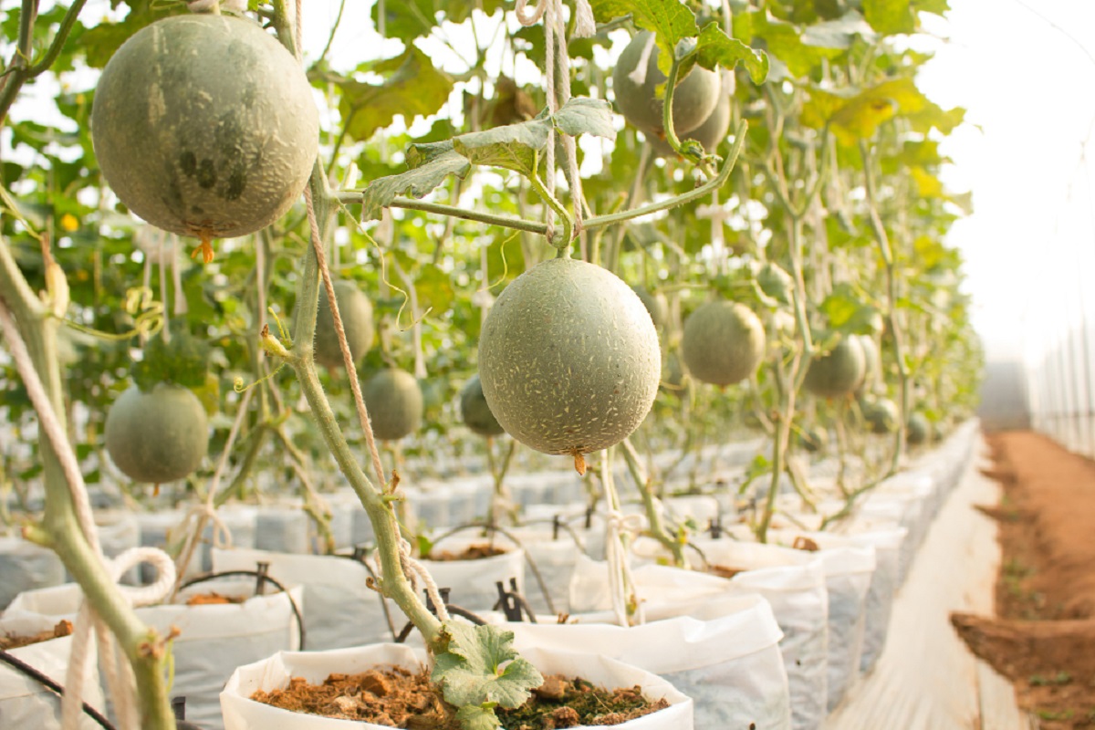 Discover all the secrets for sowing and growing melons like a pro